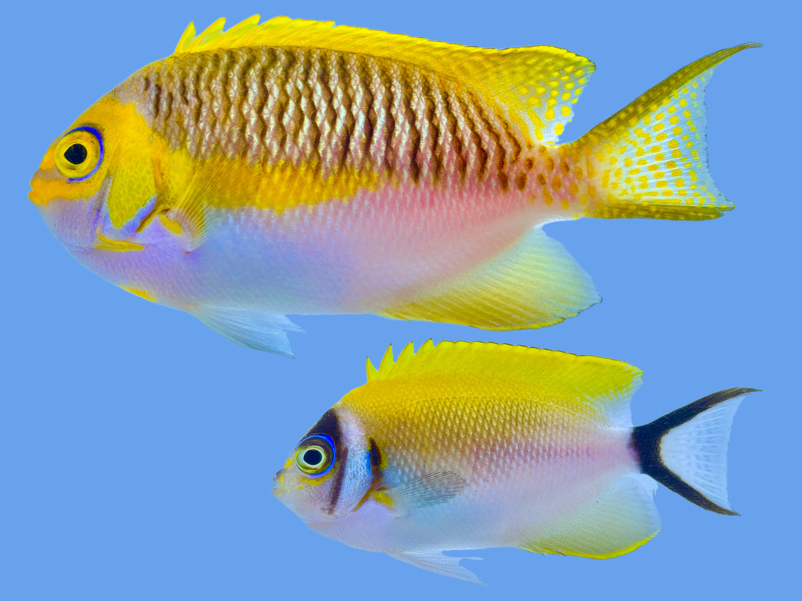 Japanese Masked Swallowtail Angelfish Pair WYSIWYG – Saltwater Fish