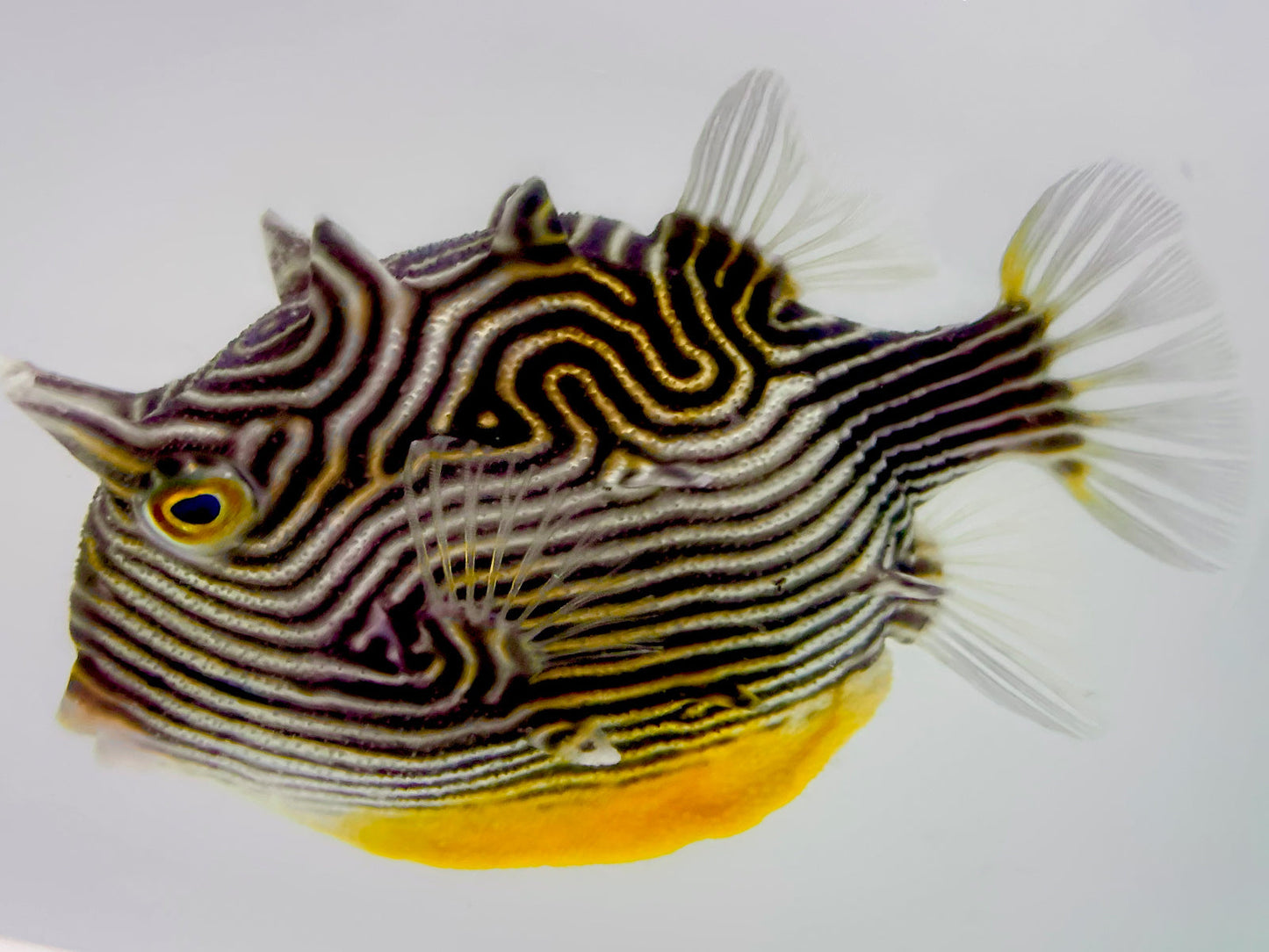 Ornate Boxfish