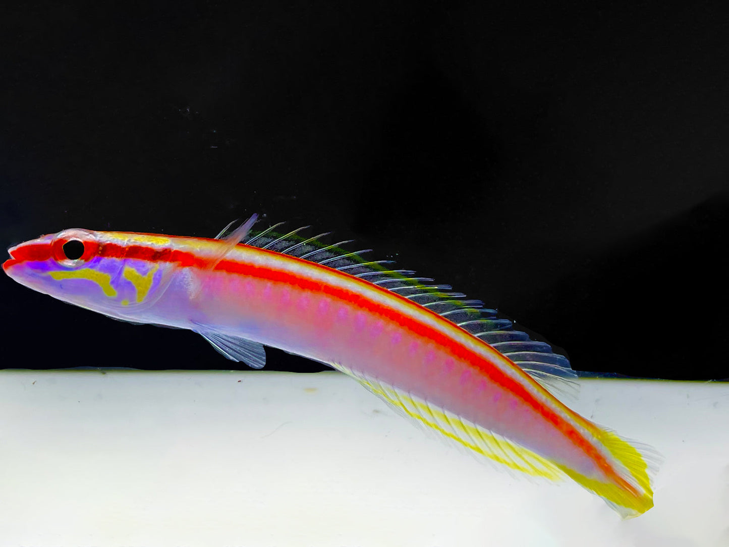Redline Deepwater Hogfish