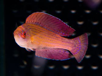 Red Sea Eightline Flasher Wrasse