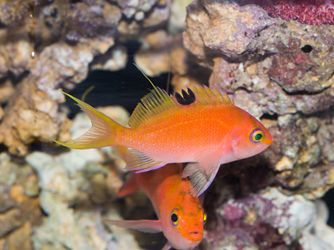 Japanese Cherry Anthias