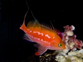 Japanese Cherry Anthias Male