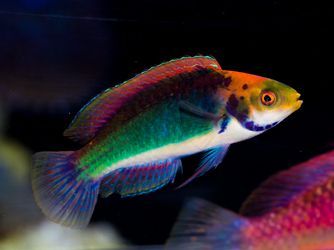 Solorensis Fairy Wrasse