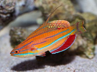 McCosker's Flasher Wrasse