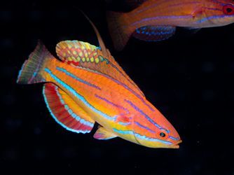 McCosker's Flasher Wrasse