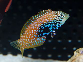 Blue Star Leopard Wrasse