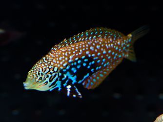 Blue Star Leopard Wrasse