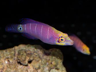 Mystery Wrasse Bonded Pair