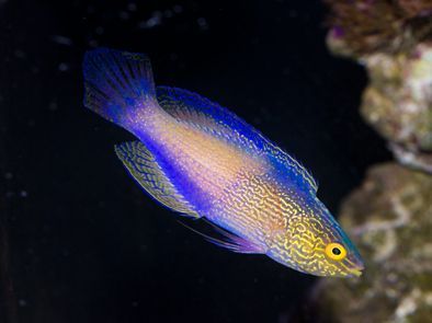 Golden Rhomboid Fairy Wrasse Terminal Phase