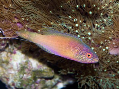 Golden Rhomboid Fairy Wrasse Initial Phase