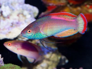 Red Margin Fairy Wrasse