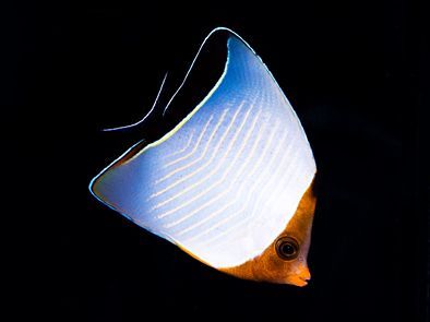 Orange Face Larvatus Butterflyfish