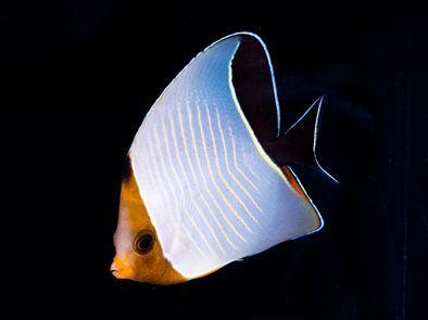 Orange Face Larvatus Butterflyfish