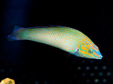 Richmond's Wrasse