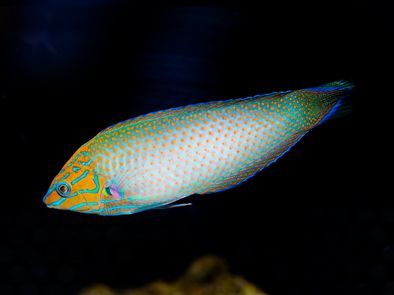 Richmond's Wrasse