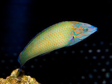 Richmond's Wrasse