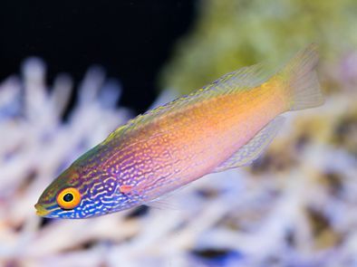 Golden Rhomboid Fairy Wrasse Initial Phase