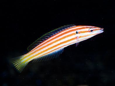 Red Cigar Wrasse