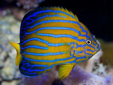 Blue Line Angelfish