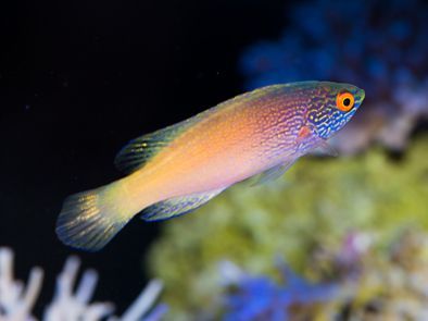 Golden Rhomboid Fairy Wrasse Initial Phase