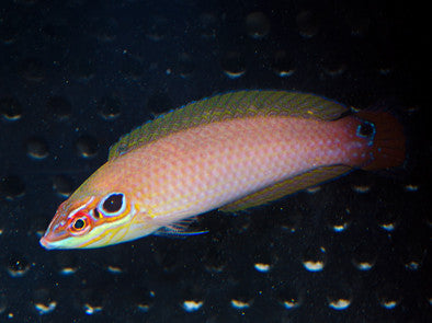 Earmuff Wrasse