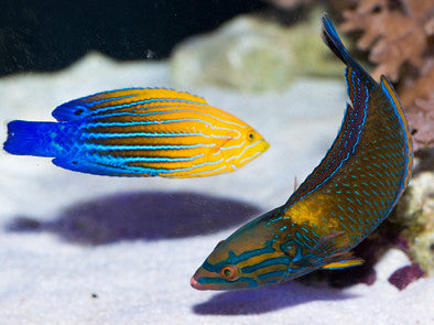 Candycane Femininus Wrasse Male