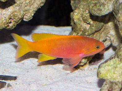 Pictilis Anthias Female