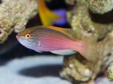 Lineatus Fairy Wrasse Initial Phase