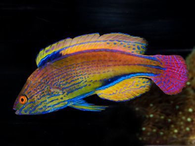 Lineatus Fairy Wrasse Terminal Phase