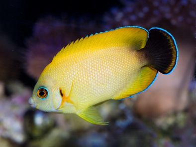 Lemonpeel Angelfish Hybrid