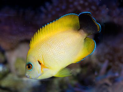 Lemonpeel Angelfish Hybrid