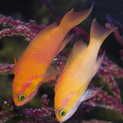 Indonesian White Bar Anthias