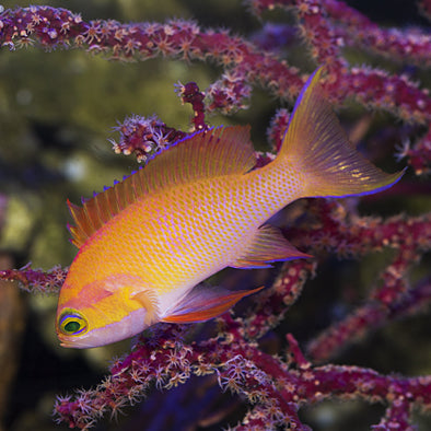 Indonesian White Bar Anthias