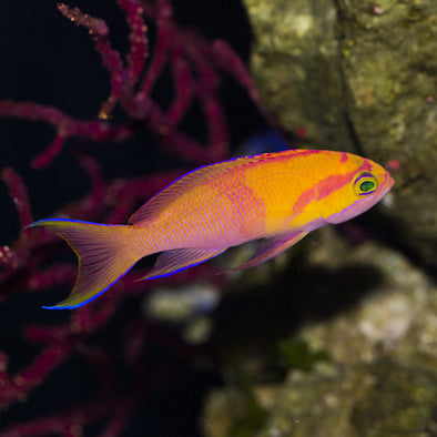 Indonesian White Bar Anthias