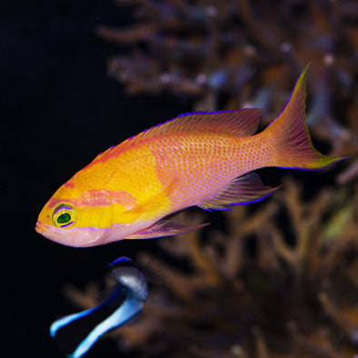 Indonesian White Bar Anthias