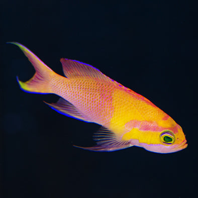 Indonesian White Bar Anthias