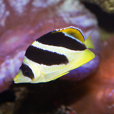 Mitratus Butterflyfish