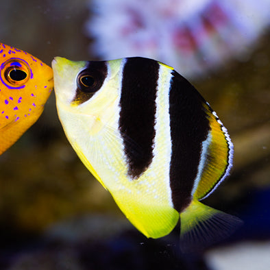 Mitratus Butterflyfish