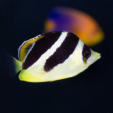 Mitratus Butterflyfish