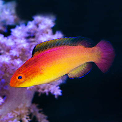 Nahacky's Fairy Wrasse Male