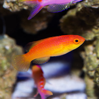 Nahacky's Fairy Wrasse