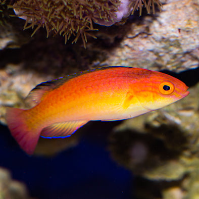 Nahacky's Fairy Wrasse Male