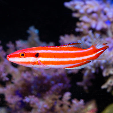 Marshall Islands Neopercularis Hogfish