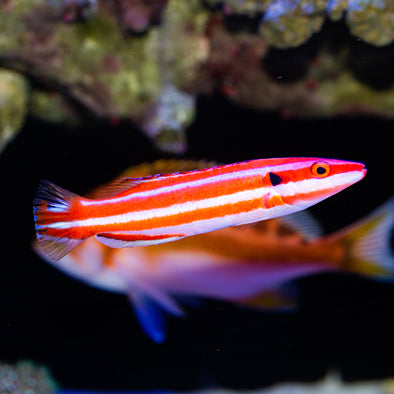 Marshall Islands Neopercularis Hogfish