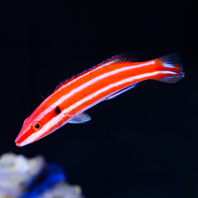 Marshall Islands Neopercularis Hogfish