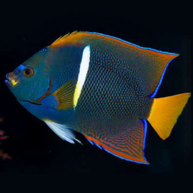 Passer Angelfish Adult