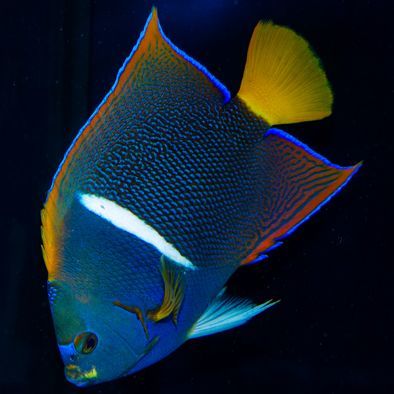 Passer Angelfish Adult