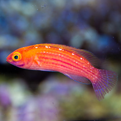 Earl's Fairy Wrasse