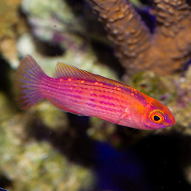 Earl's Fairy Wrasse