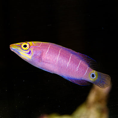 Mystery Wrasse Bonded Pair